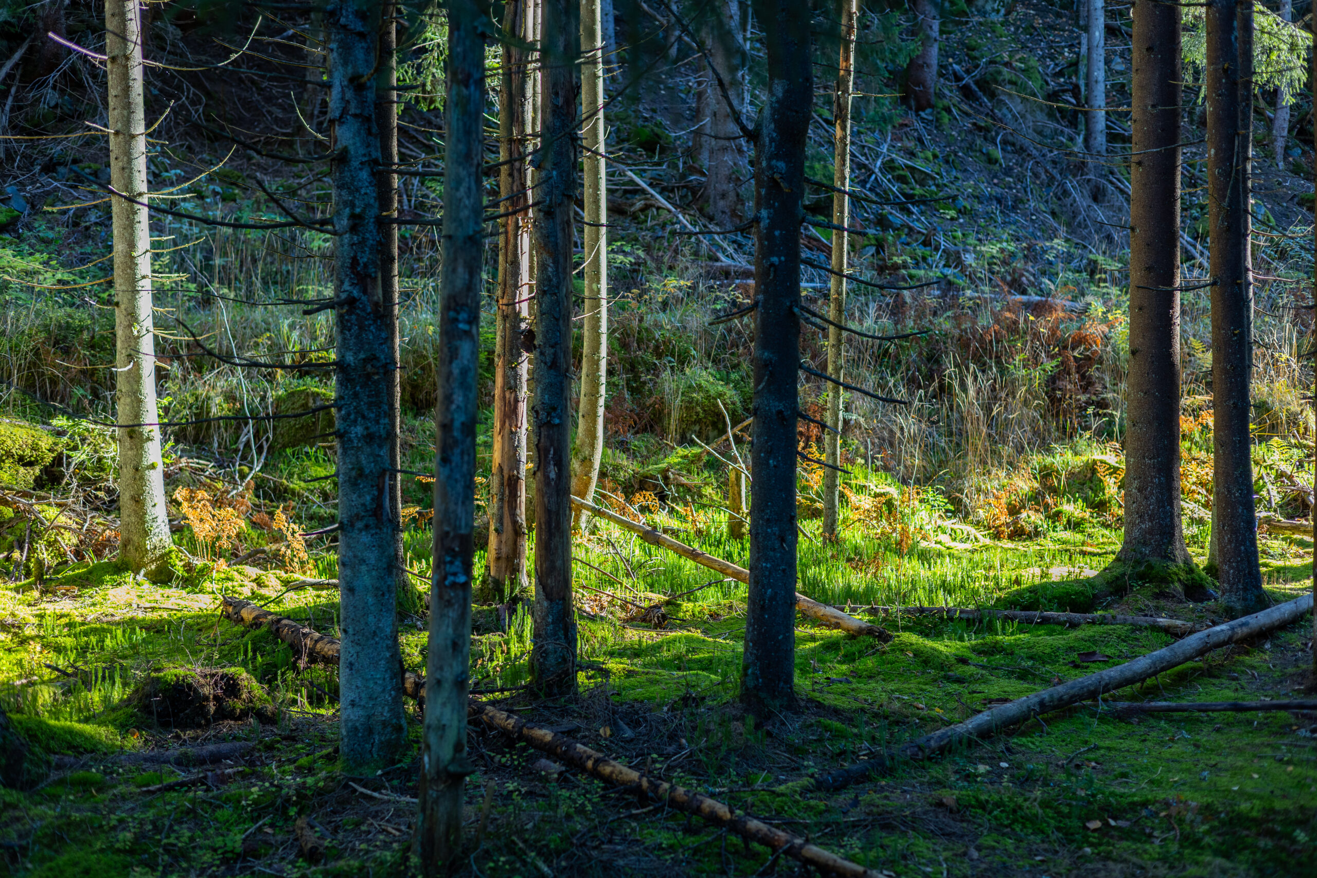 Hvor legger denne seg?